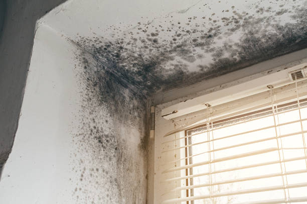 Affordable Mold Cleanup solutions in Williamsport, MD